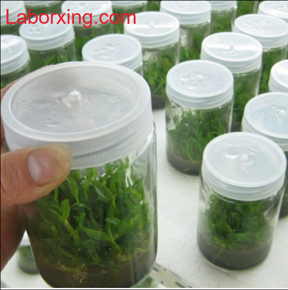 Vaso de cultivo con ventilación en la tapa, capacidad de 195 a 1.000 ml Laborxing